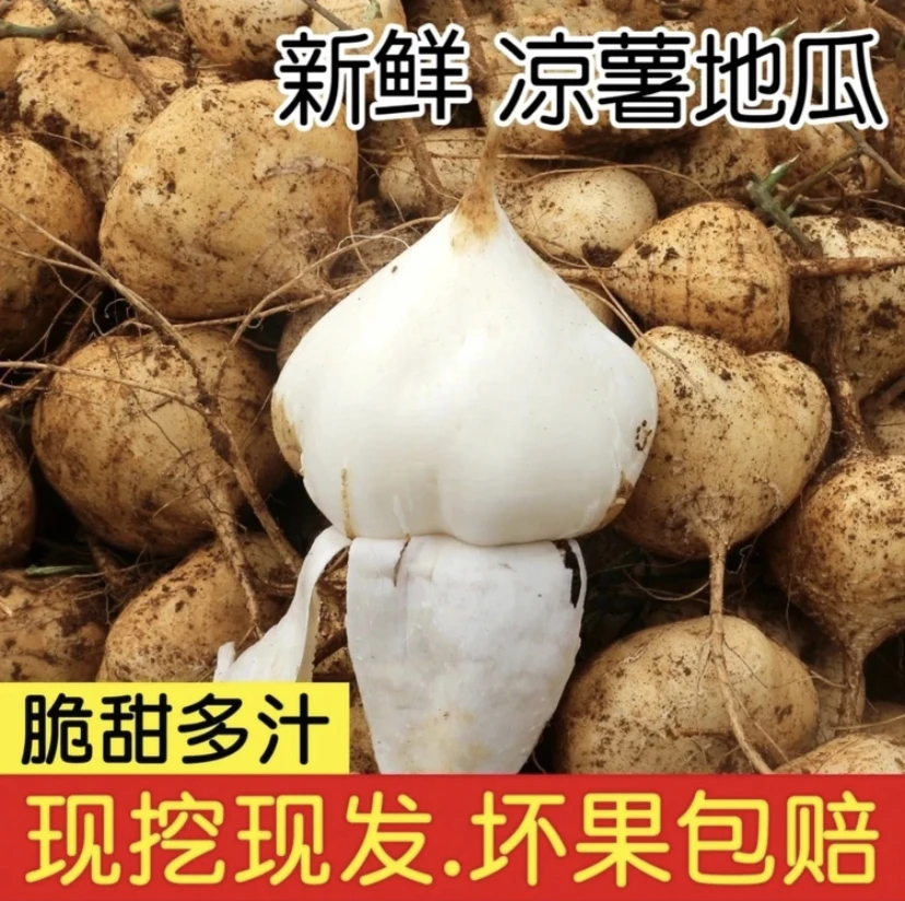 湘西高山凉薯 农家自种凉薯 生态地瓜地萝卜
