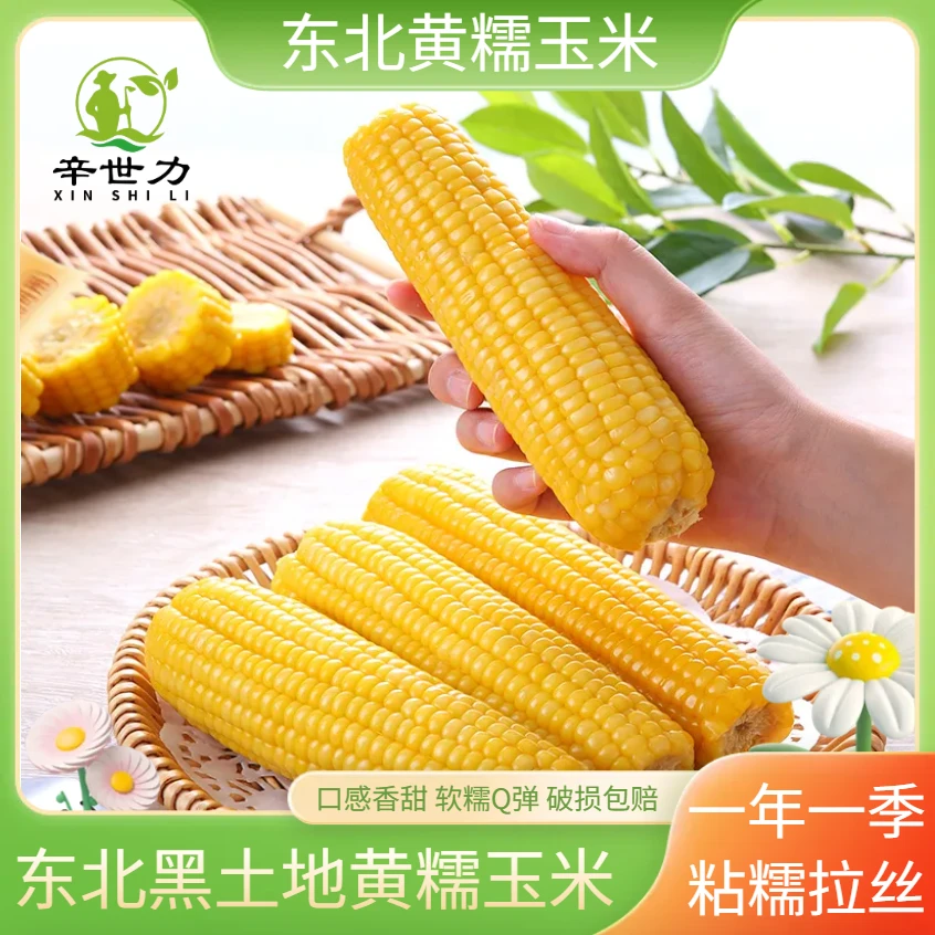 东北黄糯10根一整箱 东北黑土地黄糯玉米240g-280g