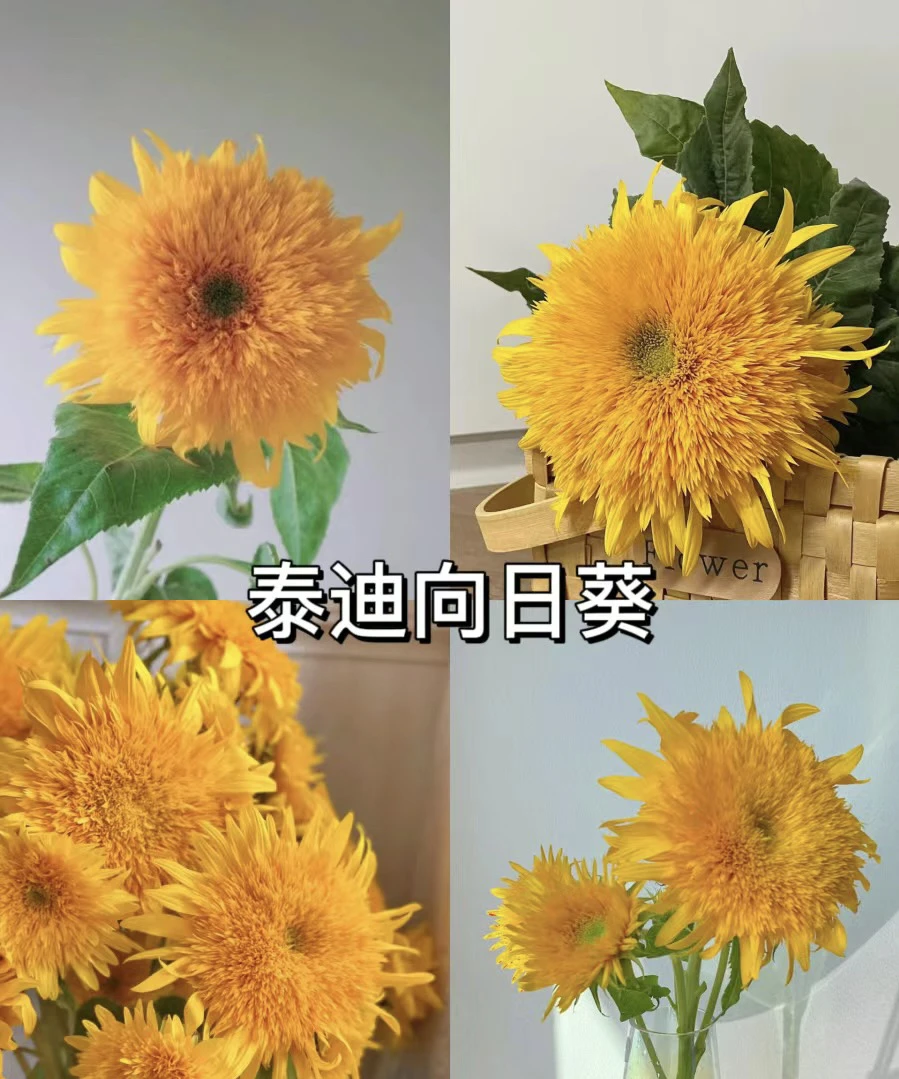 泰迪熊向日葵鲜花鲜花鲜花！！！