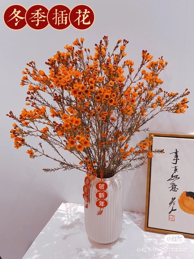 【澳洲腊梅】澳洲腊梅、年宵花材/适合居家养的长花期花