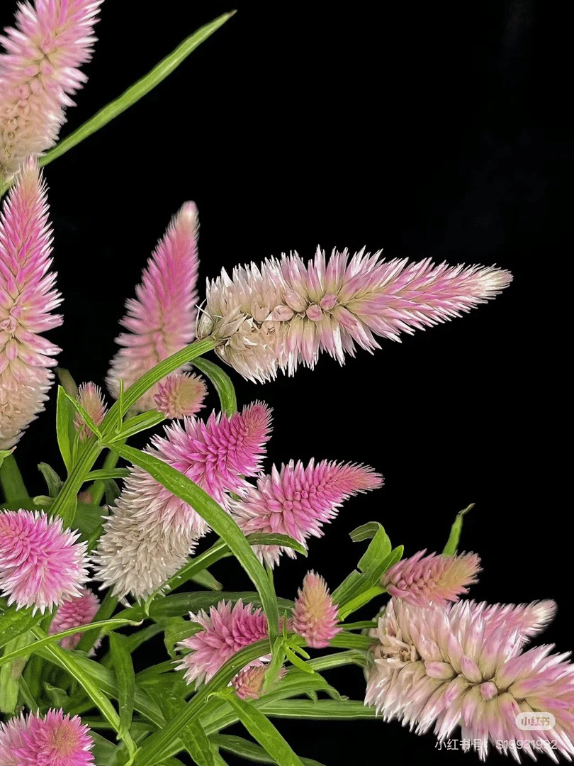 Shenxian～多头凤尾～ 可做干花