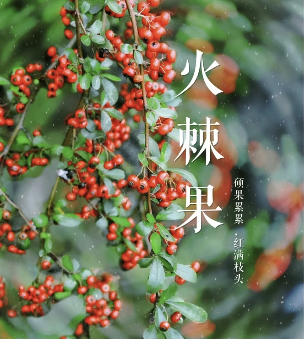 【火棘果鲜切枝】吉祥果、年宵花材、直接干插可做干花/神仙干花