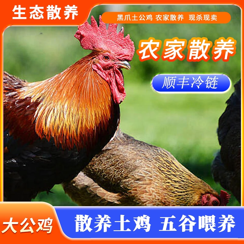 （两只公鸡）肉质苏北草公鸡现杀净重（5-6斤）新鲜宰杀顺丰包邮