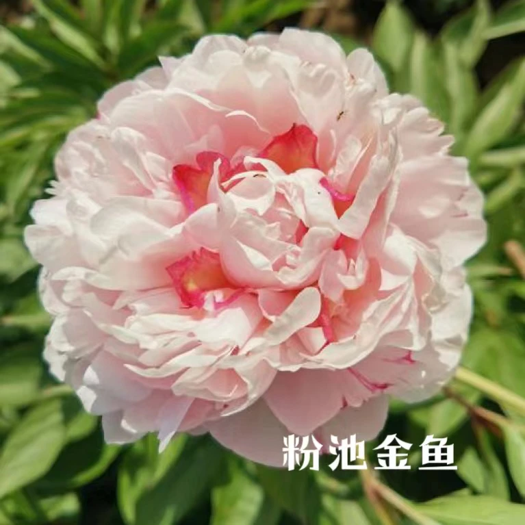 粉池金鱼山东大芍药重瓣观赏芍药花苗耐寒种植菏泽基地直发