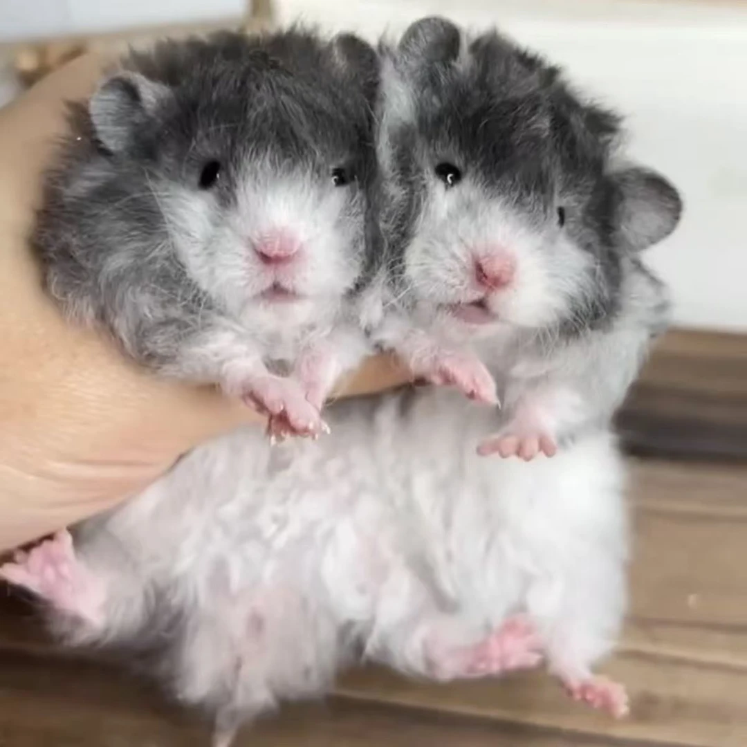 全款超低价  家养长毛金丝熊仓鼠卷直毛黑波蜜波黄波火波肉桂波利