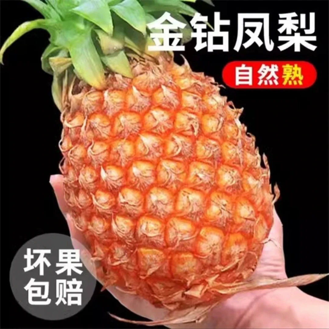 1海南金钻凤梨,树上自然成熟香甜爆汁,新鲜采摘产地直销,坏果包赔