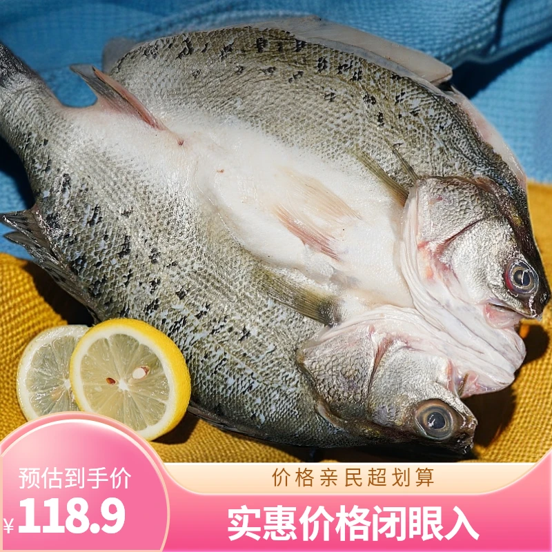 开背海鲈鱼500-600克/条*4条或6条 去鳞去内脏口感细腻鲜嫩速冻