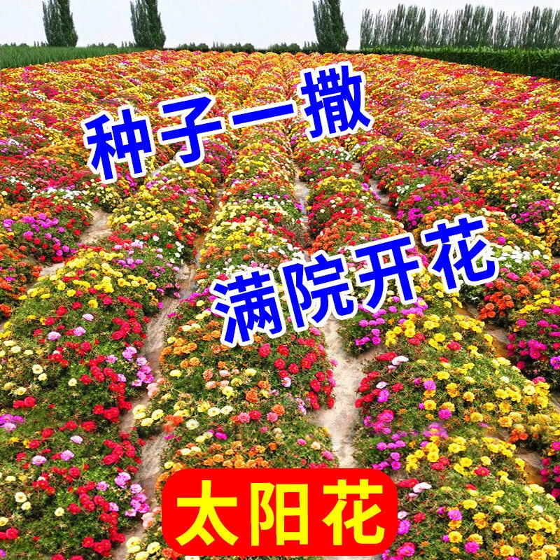太阳花种子四季开花室外庭院花园花籽网红重瓣混合装养活