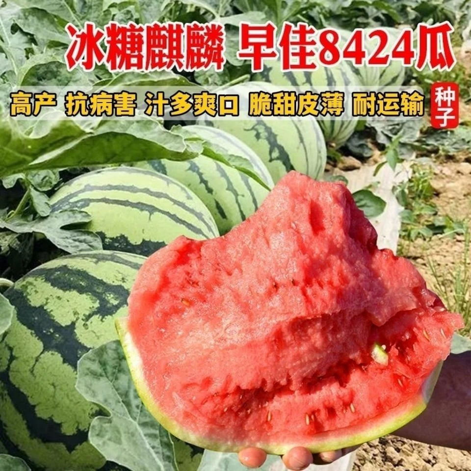 8424麒麟西瓜种子籽大懒汉瓜无籽黑皮西瓜种子大
