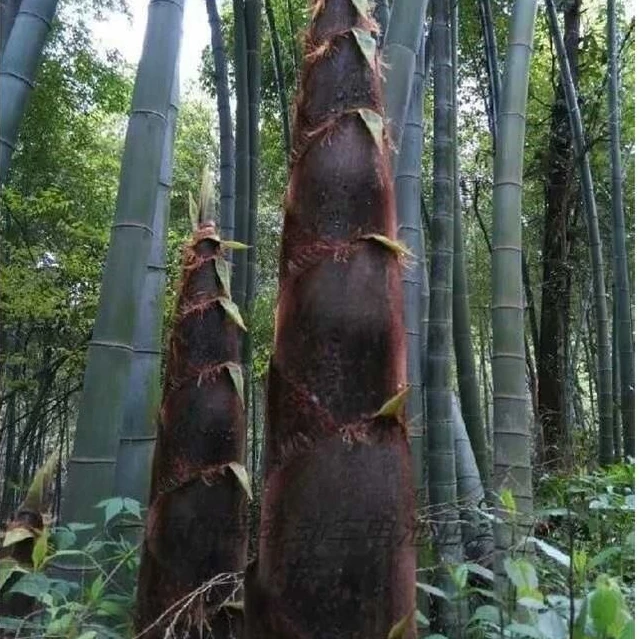 大型巨龙竹楠竹种子食用竹笋种子四季庭院室外种植巨龙竹竹子种子