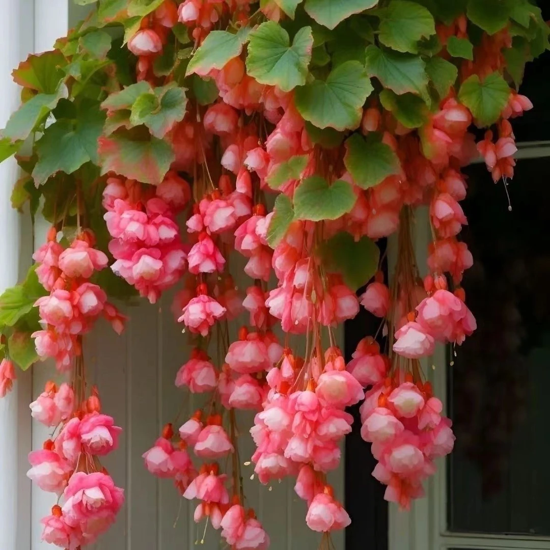 海棠吊垂驱蚊虫植物强力驱蚊花盆栽绿植花卉大全室内室外阳台庭院