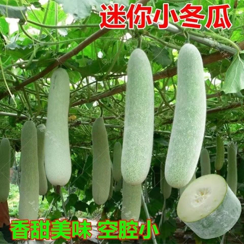满地爬小冬瓜种子冬瓜子种子毛节瓜小冬瓜四季盆栽蔬菜种子