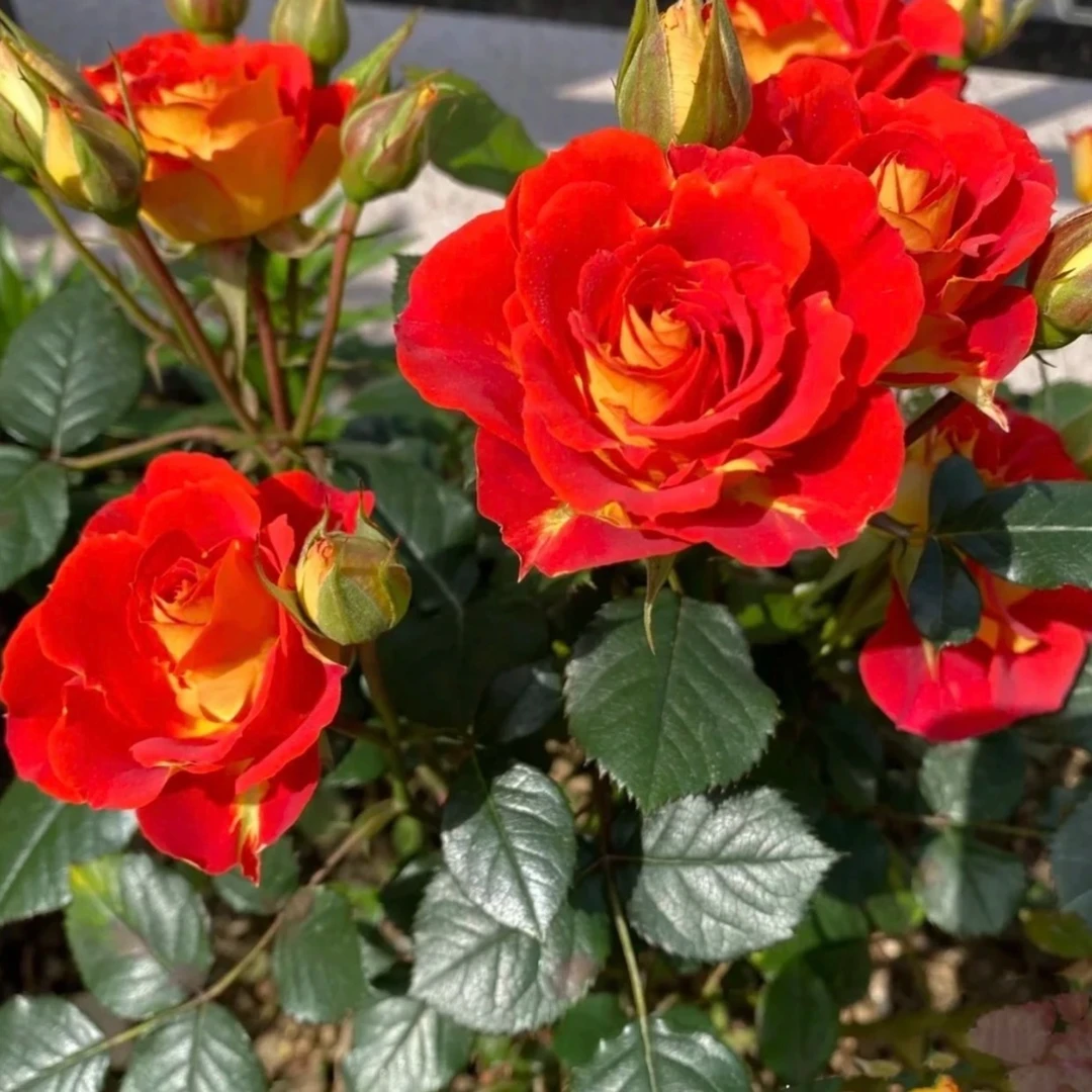 L  180盆【双鱼座 】多季节重复开花 庭院趣味盆栽