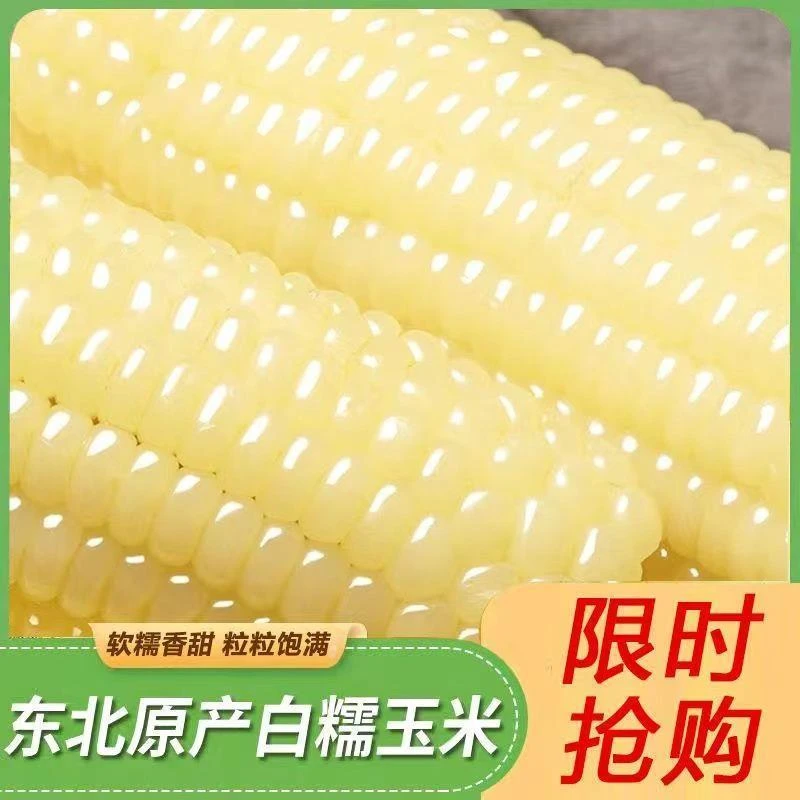 东北糯玉米新鲜黄糯玉米玉米棒甜糯非转基因粗粮真空真空包装整箱