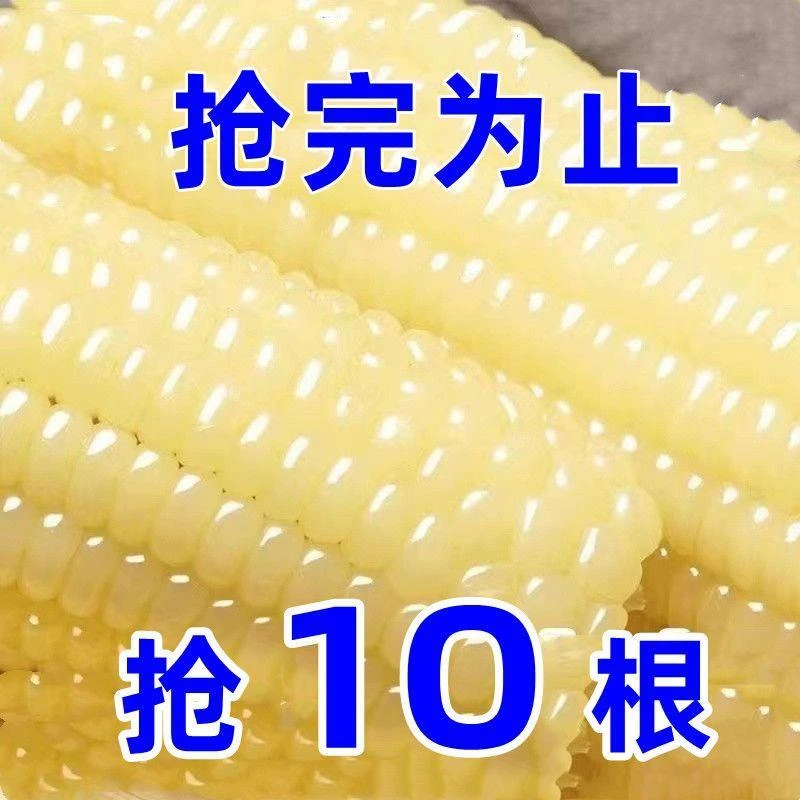 东北糯玉米新鲜黄糯玉米玉米棒甜糯非转基因粗粮真空真空包装整箱