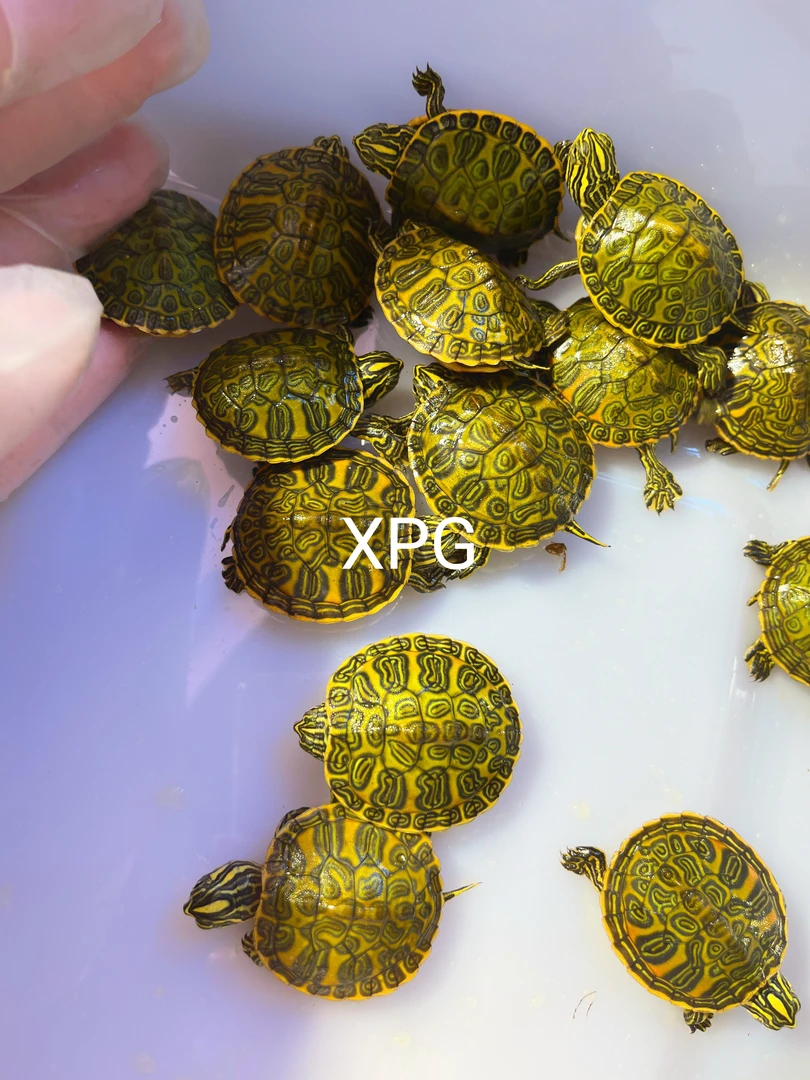 直播选龟精品 人工养殖宠物龟 冷水龟【乱拍发龟粮】