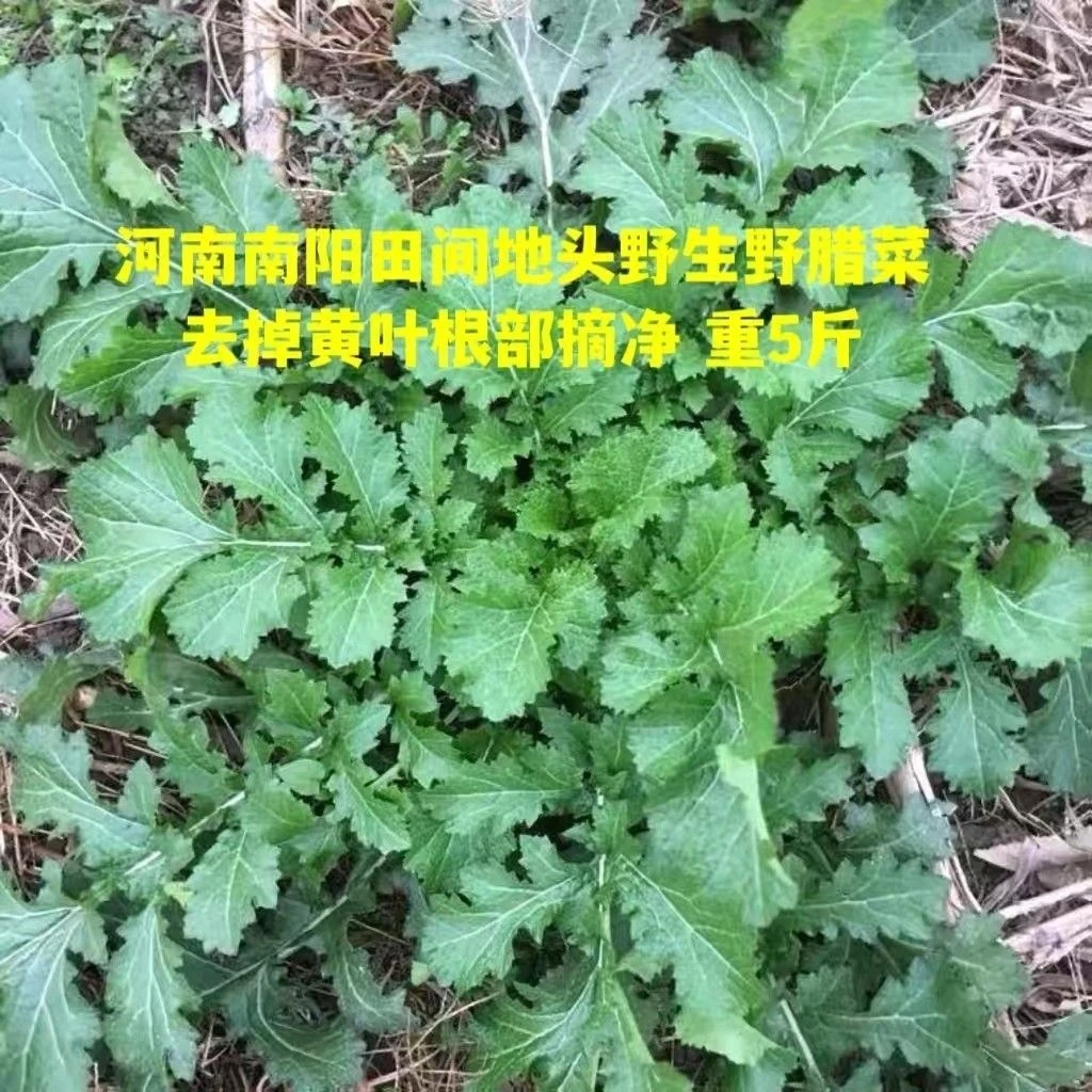 河南24年冬季野生新鲜现挖野腊菜野油菜净重1-5斤装纯野生