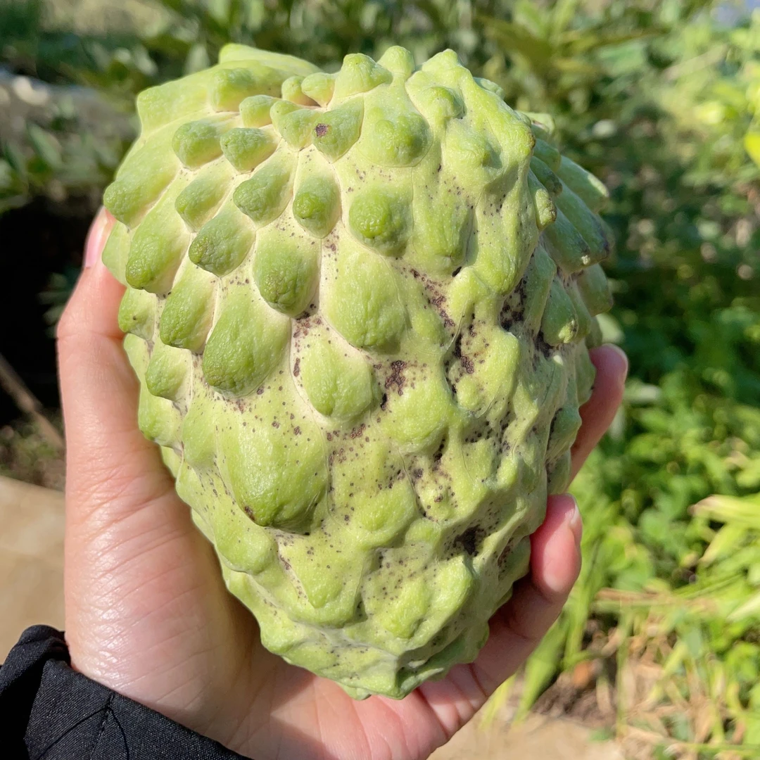 【三七专属】广西原生态花皮凤梨释迦果 现摘现发 顺丰包邮