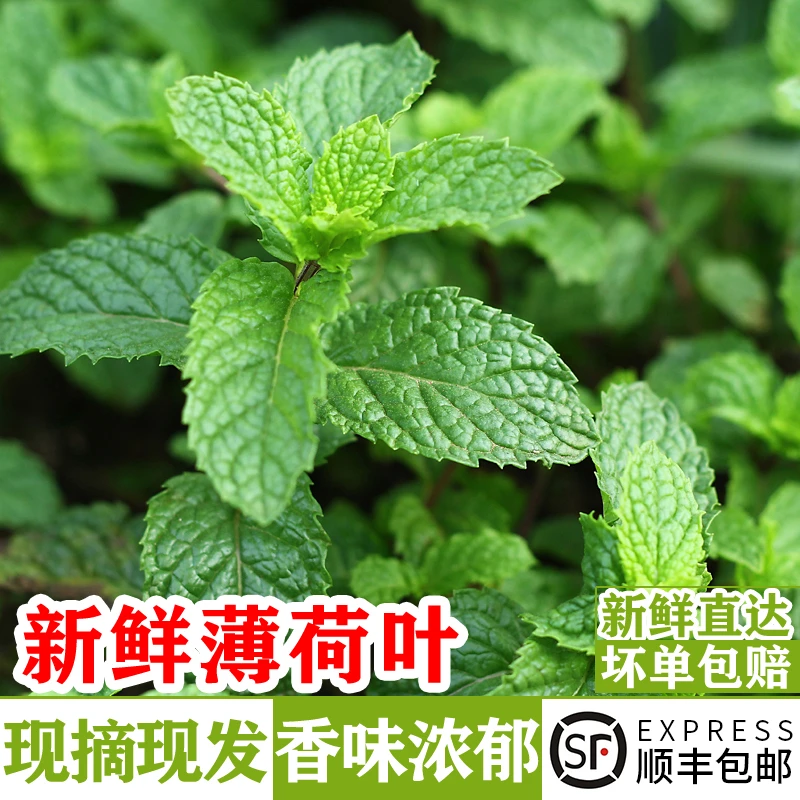 新鲜薄荷叶可食用香料留兰香烘焙点缀调酒装饰莫吉托茶饮材料100g