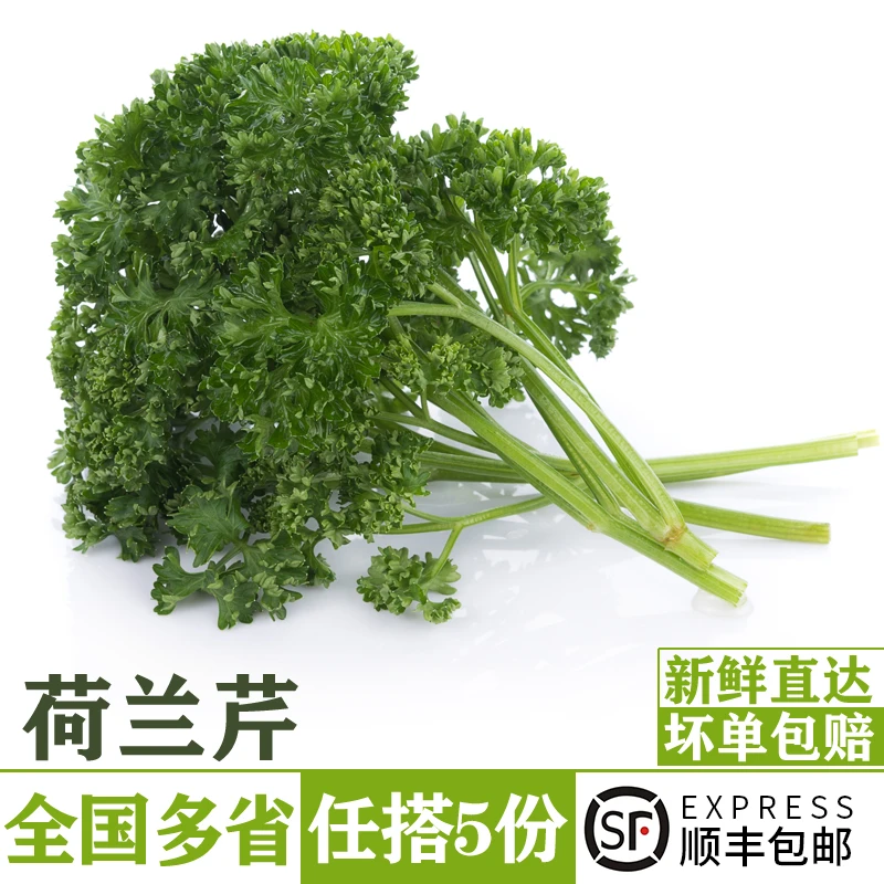 新鲜荷兰芹250g 香芹欧芹西洋芹 西餐火锅摆盘装饰蔬菜香料花草