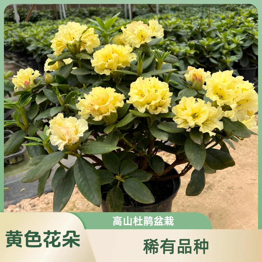 花之屿·黄山【稀品】高山杜鹃两加仑盆·多年生木本【带花苞发货】
