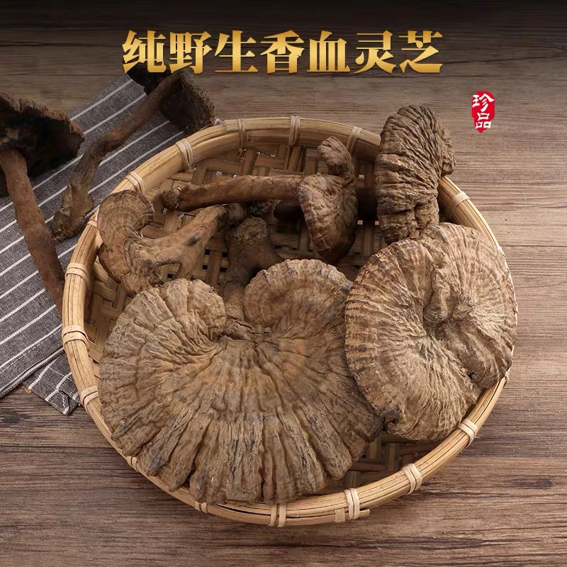 野生血灵芝   香血灵芝 500克包邮