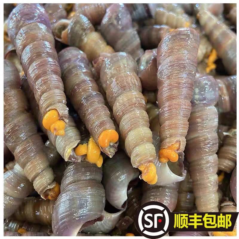 鲜活去尾钉螺连云港发货