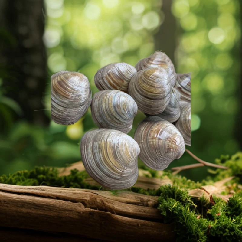 【到手5斤】江苏连云港新鲜美味鲜活美贝5斤坏单包赔