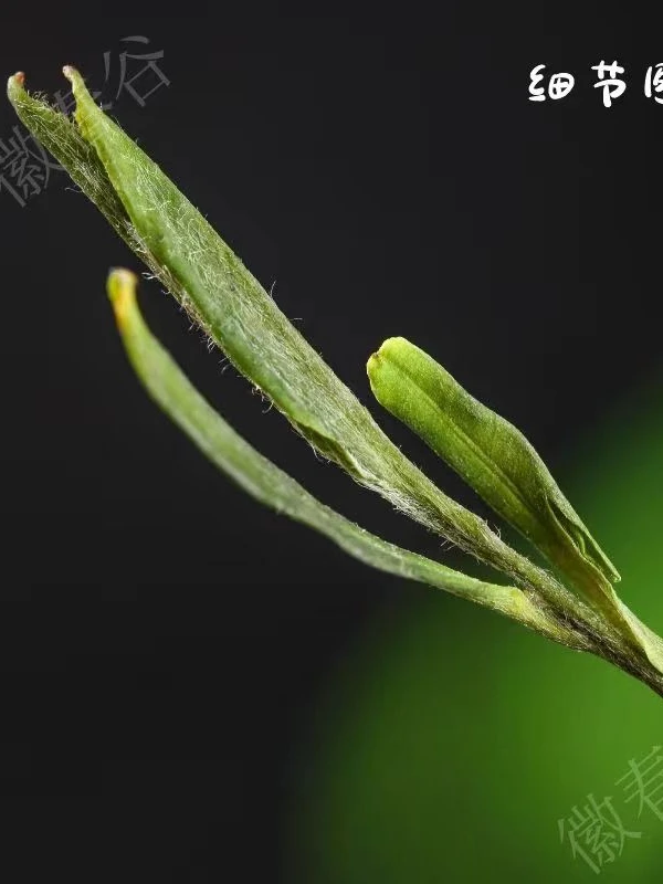 石台毛峰25年新茶雨前土种嫩芽茶叶浓香耐泡谷雨前原产地高山绿茶