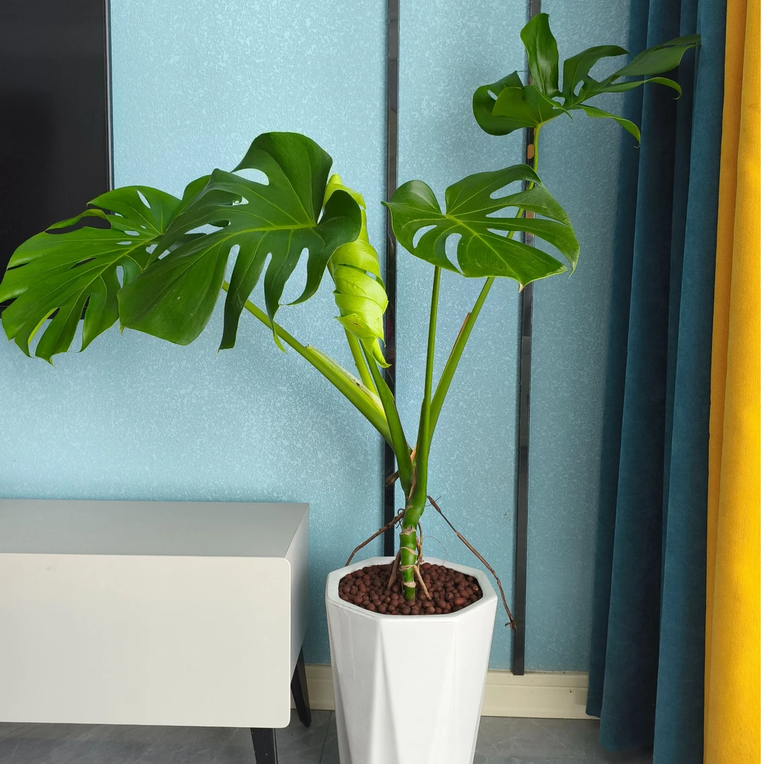 （一颗苗）五年老桩龟背竹绿植盆栽室内客厅办公室净化空气吸甲醛