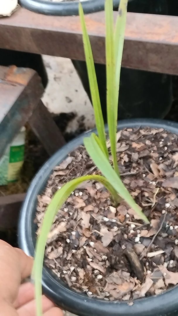 绿兰龙根芽一物一品