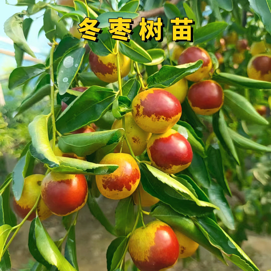 【正宗耐寒冬枣树苗】嫁接果树苗冬枣蟠枣长枣优质地栽当年结果正宗