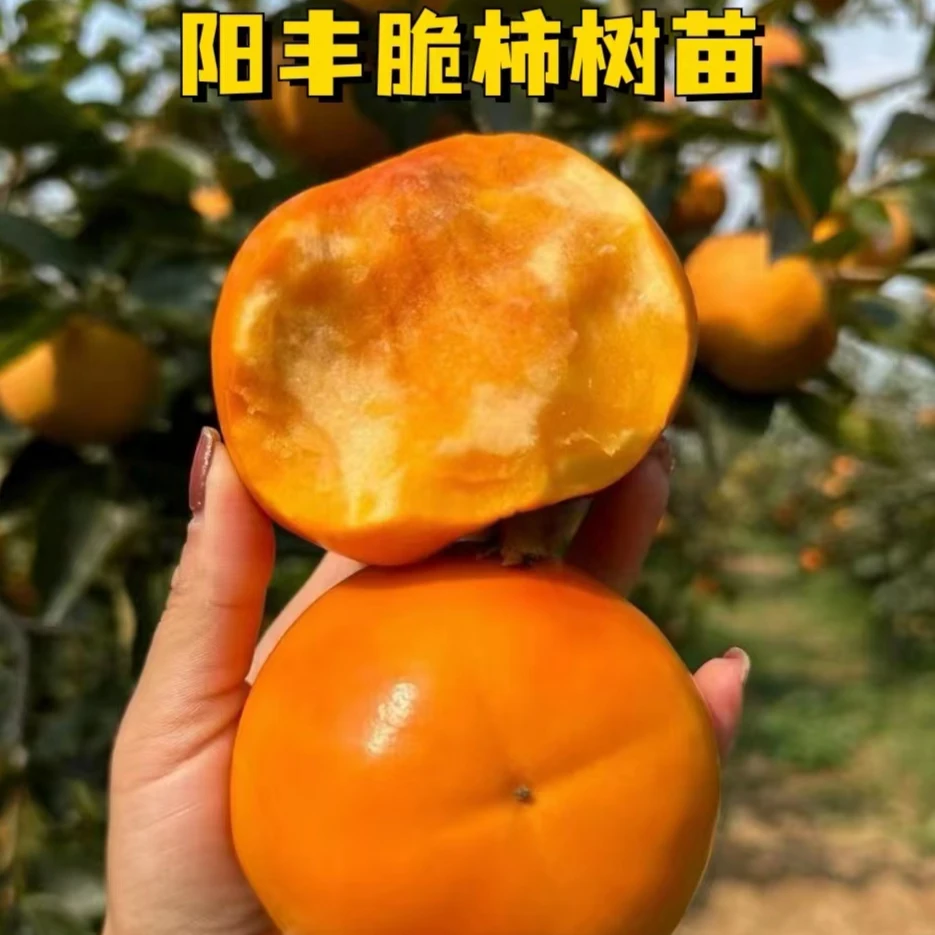 【耐寒脆甜柿子苗】嫁接果树苗盆栽脆甜柿子苗当年结果火晶柿子树