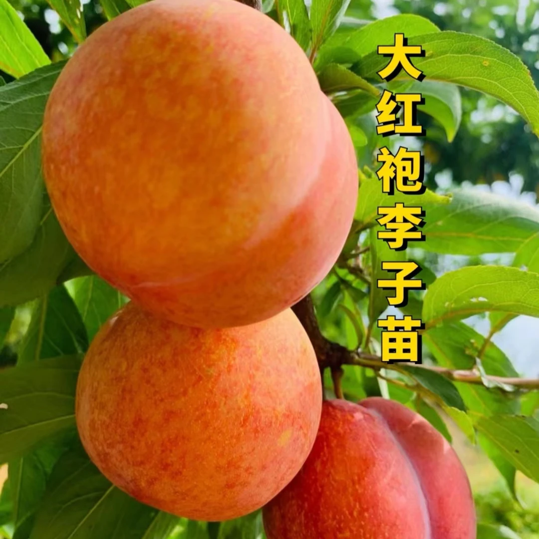 【正宗大红袍李子苗】嫁接果树苗抗寒带土西梅李子苗优质当年结果