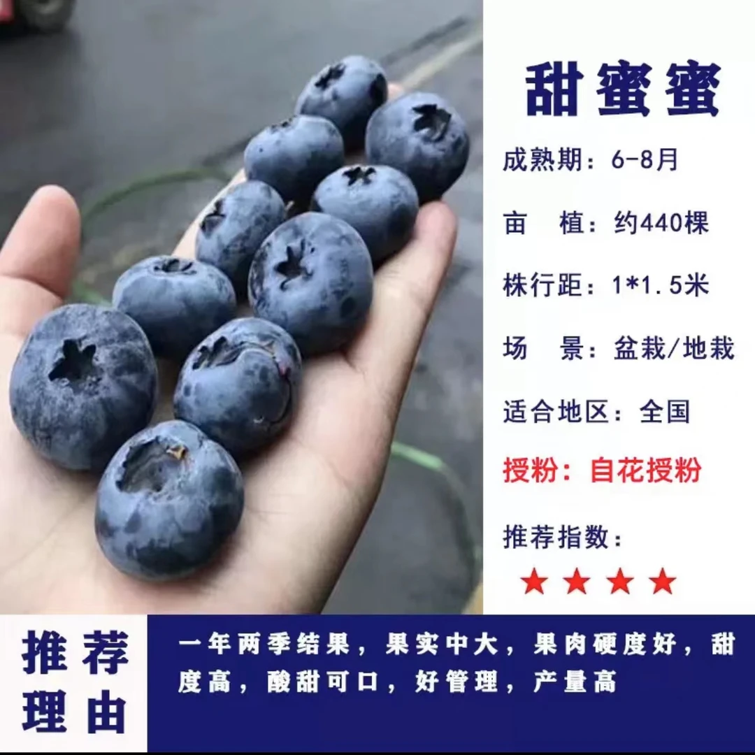蓝莓树苗带果阳台盆栽地栽大果蓝莓树苗南北方当年结果