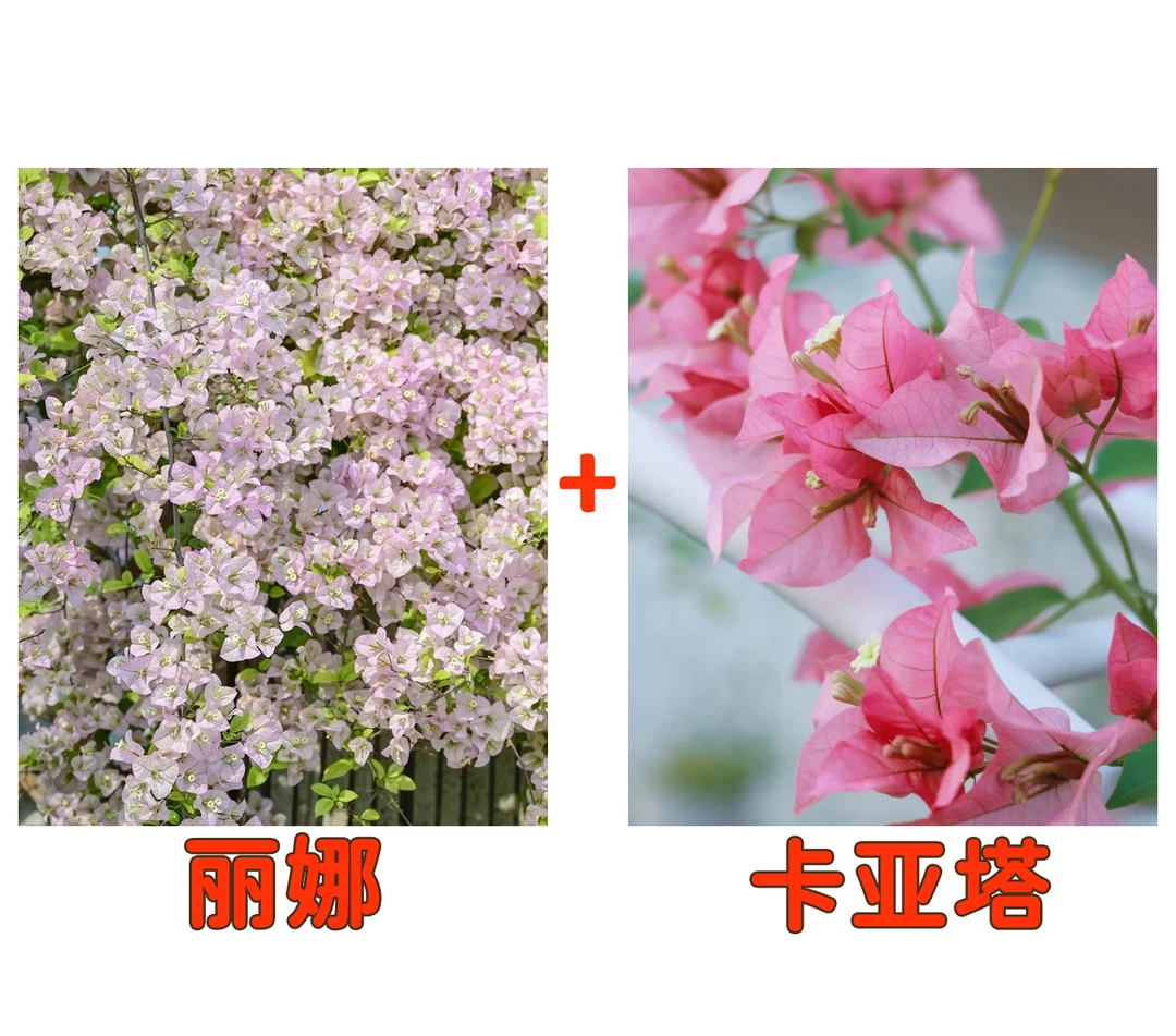 【卡亚塔+丽娜】到手2颗勤花耐热三角梅基地直邮不带花不带盆