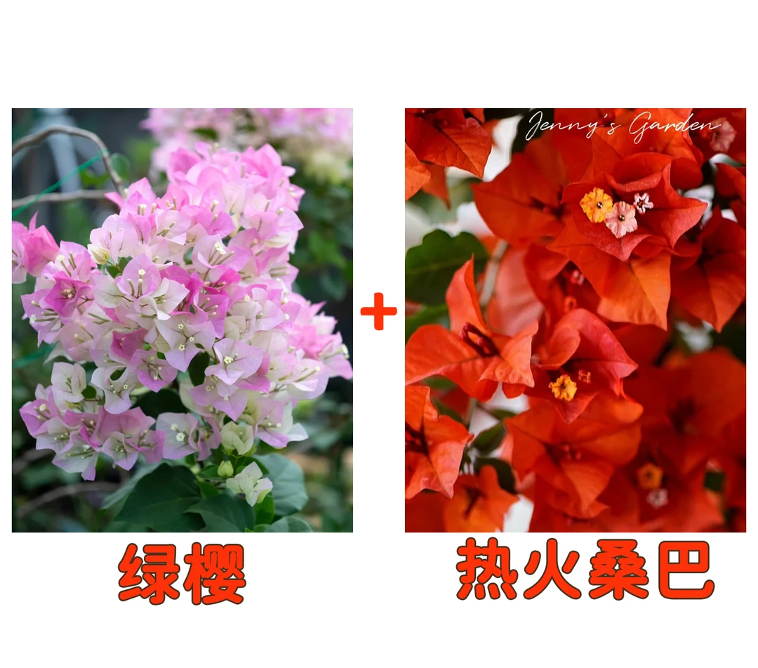 【绿樱+热火桑巴】到手2颗勤花耐热三角梅基地直邮不带花不带盆