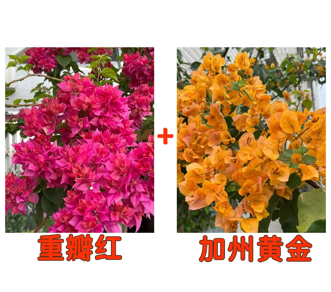 【重瓣红+加州黄金】到手2颗勤花耐热三角梅基地直邮不带花不带盆