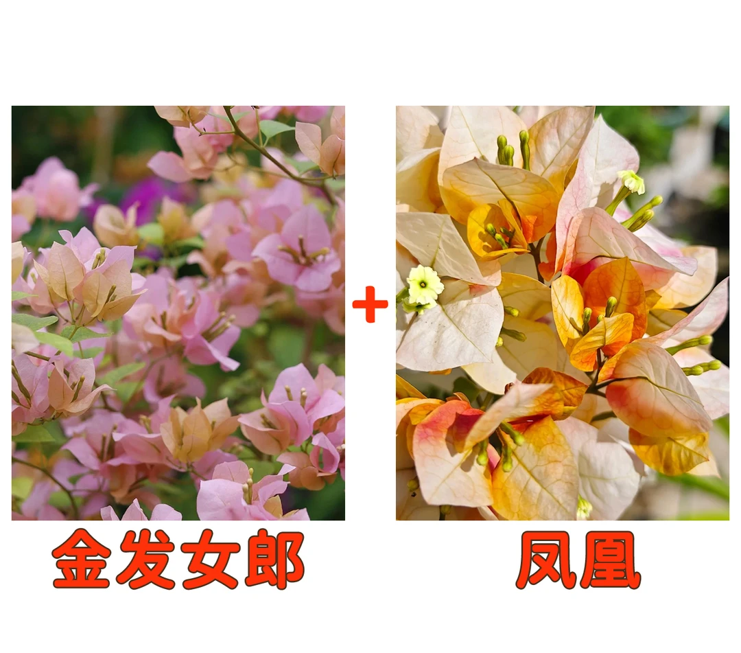 【凤凰+金发女郎】到手2颗勤花耐热三角梅基地直邮不带花不带盆2