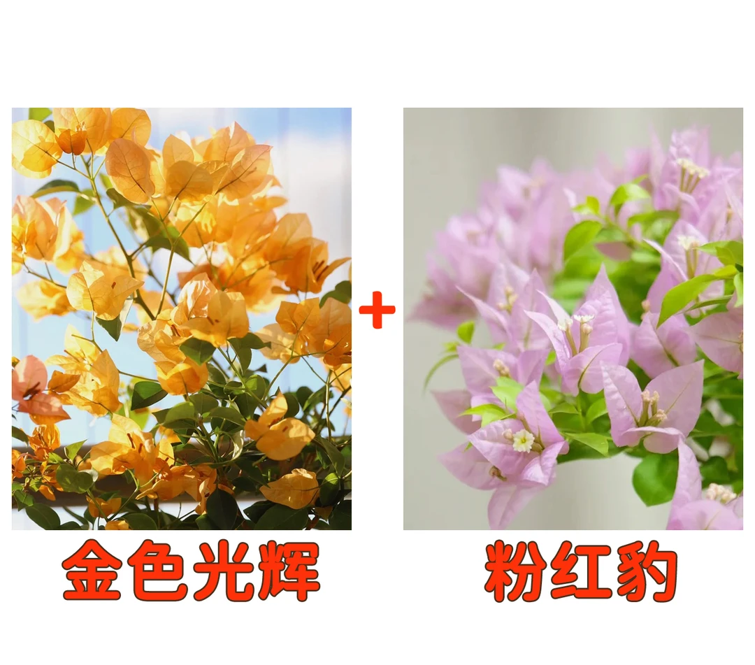 【金色光辉+粉红豹】到手2颗勤花耐热三角梅基地直邮不带花不带盆2