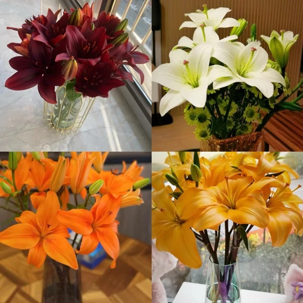 亚百合系列     (无香型迷你小花苞)