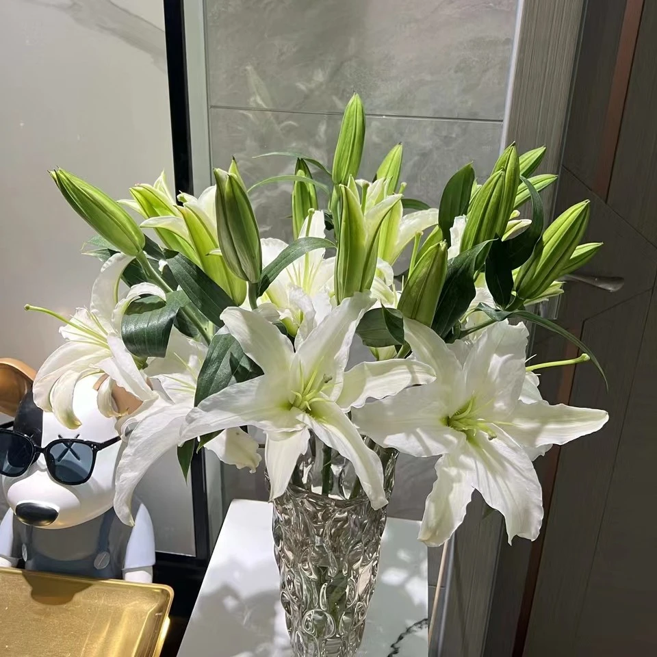 西伯利亚  白色香水百合