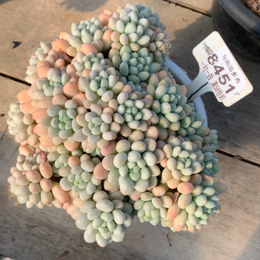 【闪购商品】郑*鱼洛可可8451