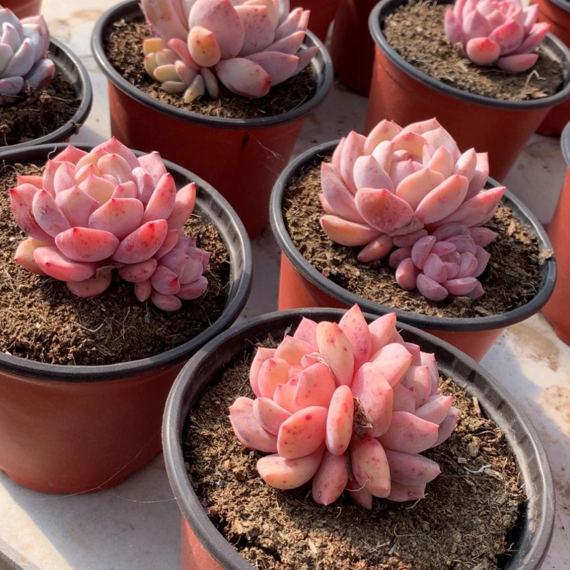 【闪购商品】梦露10