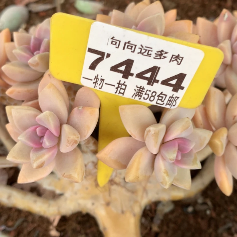 【闪购商品】一****淡雪7444