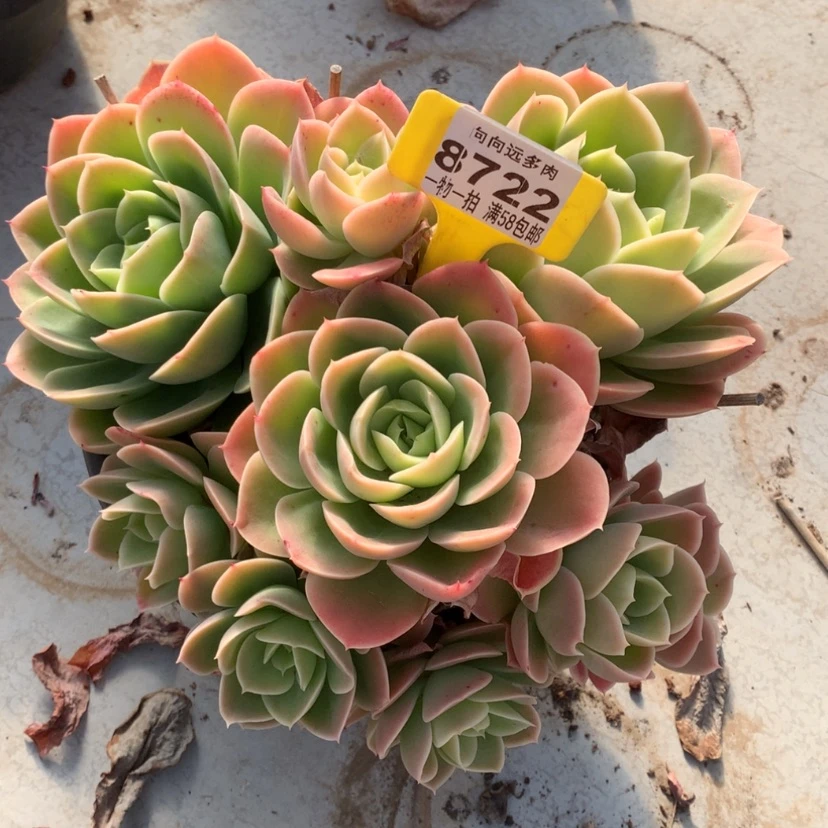 【闪购商品】珠*星8722