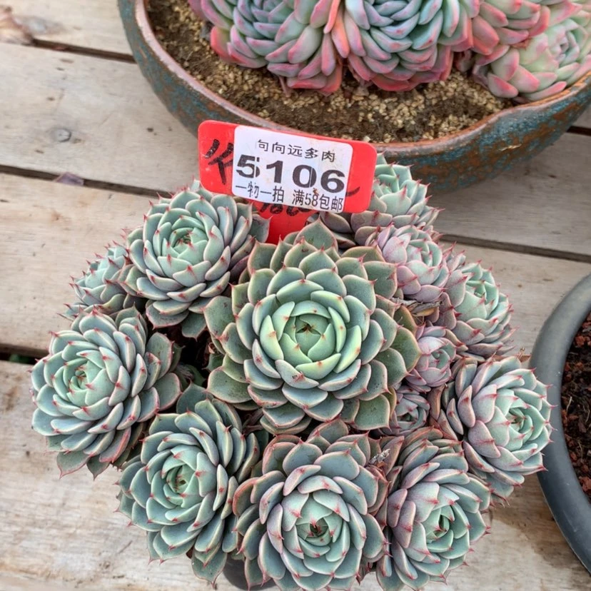 【闪购商品】西*姐本吧5106