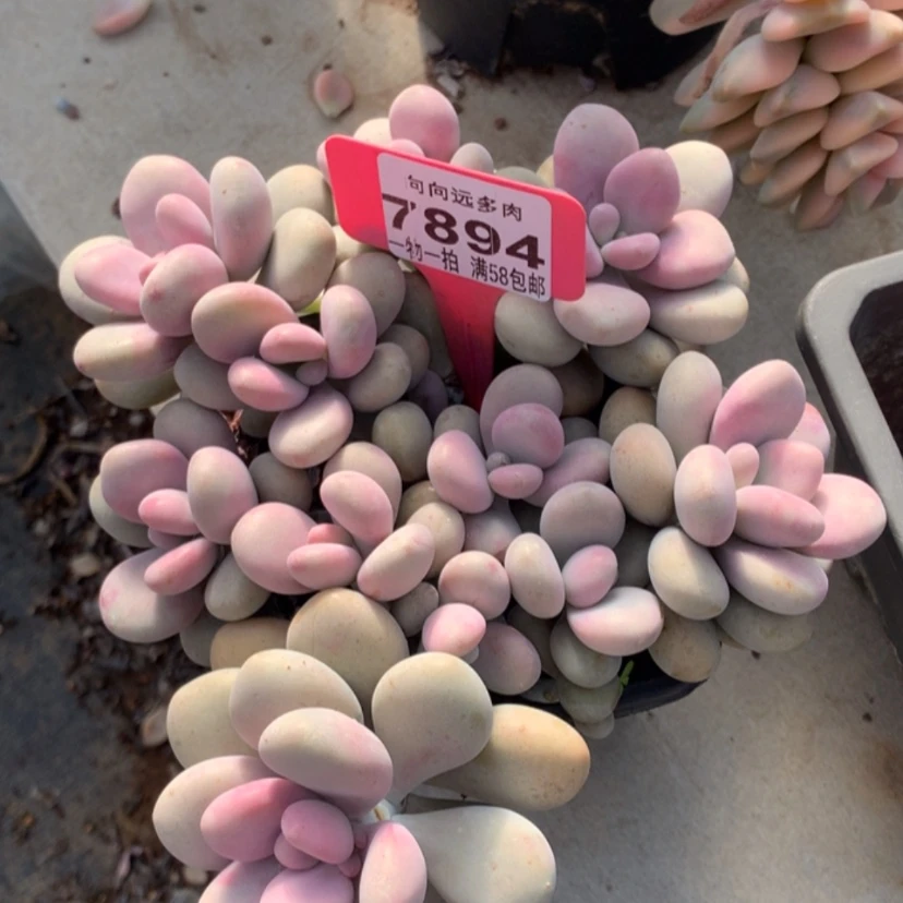 【闪购商品】H**o桃蛋7894