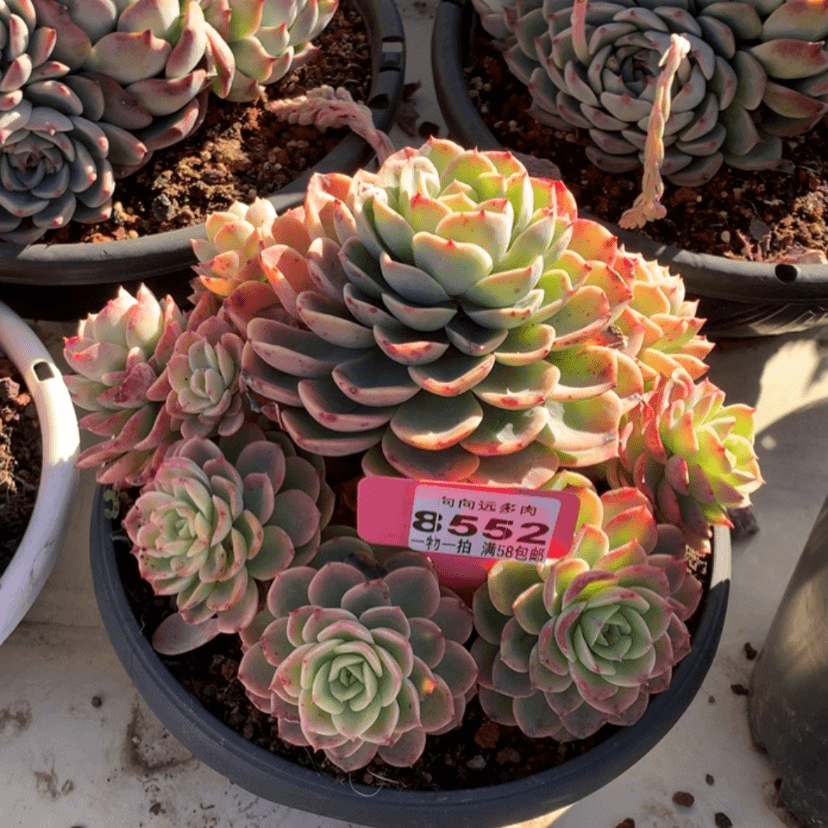 【闪购商品】刀*哈密瓜8552