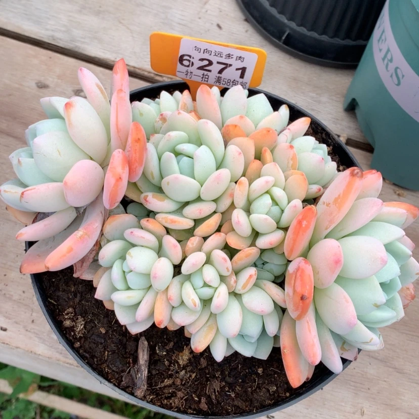 【闪购商品】余***^冷香6271